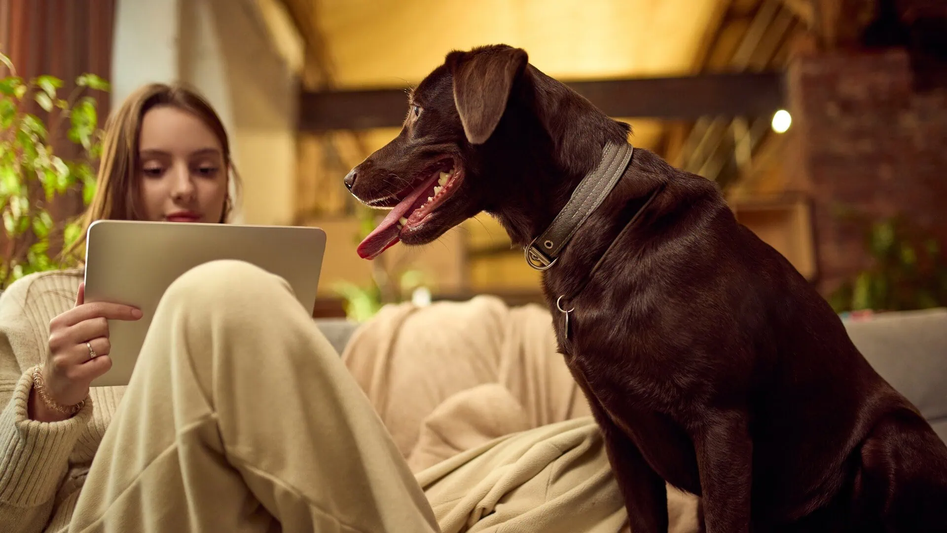 Pet Insurance Massachusetts