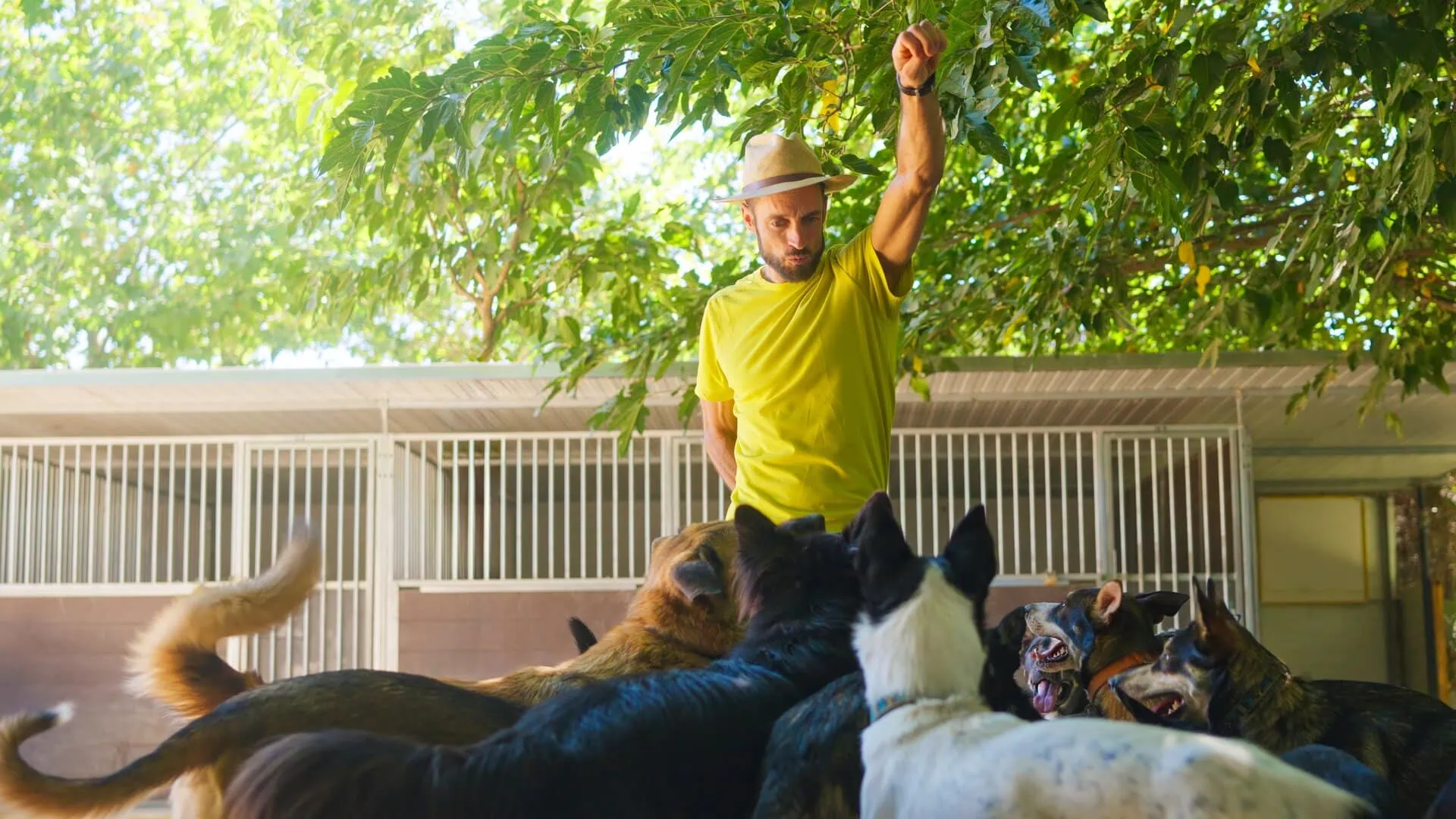 Dog Trainer Insurance Massachusetts